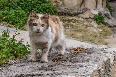 what_is_myiasis_in_animals_your_guide_to_flystrike_street_cat