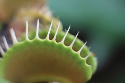 what_is_myiasis_in_animals_your_guide_to_flystrike_venus_fly_trap_plant