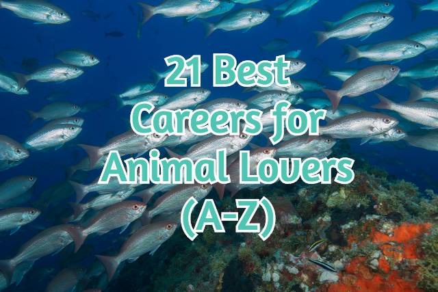 21 Best Careers For Animal Lovers (A-Z)