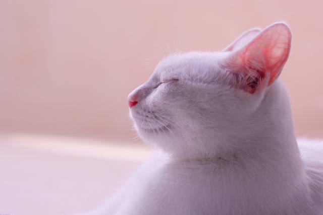 cool-albino-animals-albino-cat