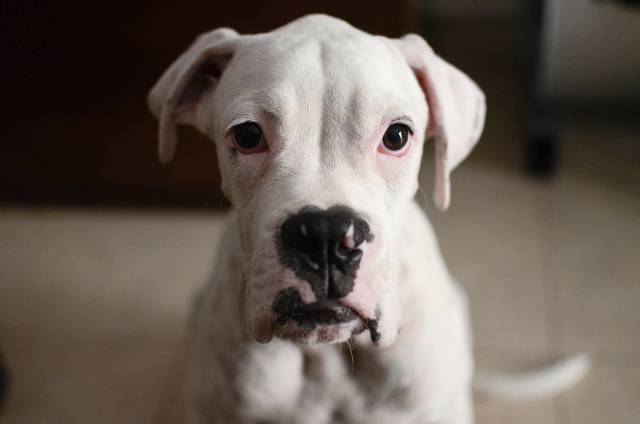 cool-albino-animals-albino-dog