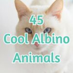 45 Cool Albino Animals