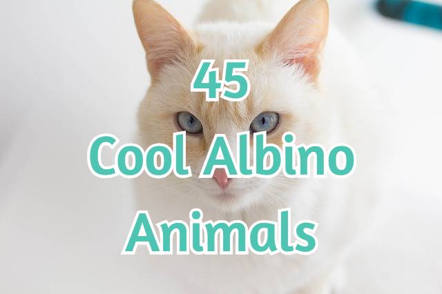 45 Cool Albino Animals