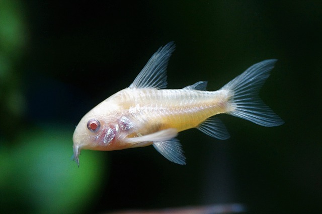 cool-albino-animals-albino-fish