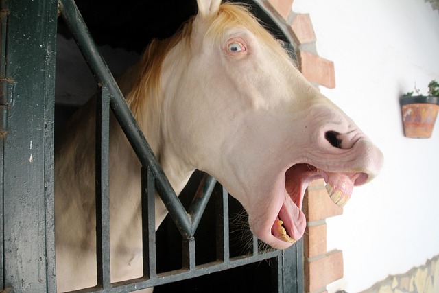 cool-albino-animals-albino-horse