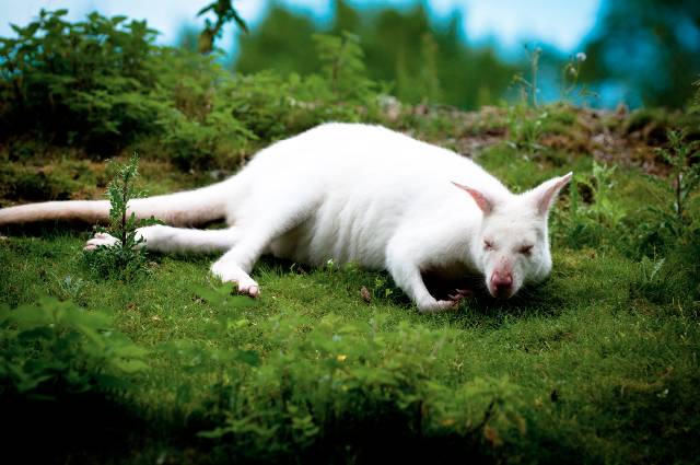 cool-albino-animals-albino-kangeroo