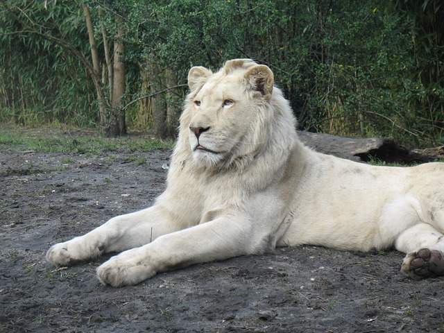 cool-albino-animals-albino-lion