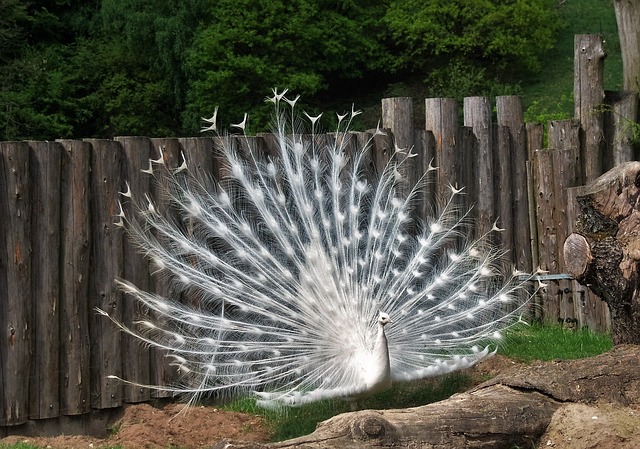 cool-albino-animals-albino-peacock