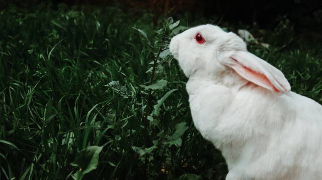 cool-albino-animals-albino-rabbit