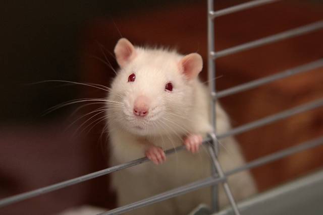 cool-albino-animals-albino-rat