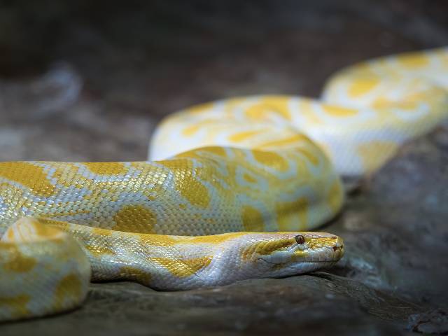 cool-albino-animals-albino-snake2