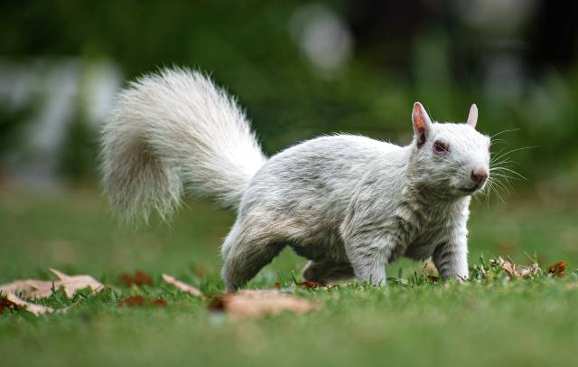 cool-albino-animals-albino-squirrel