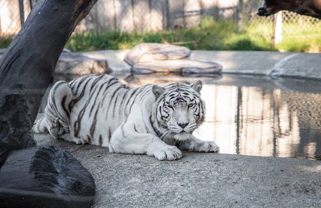 cool-albino-animals-albino-tiger