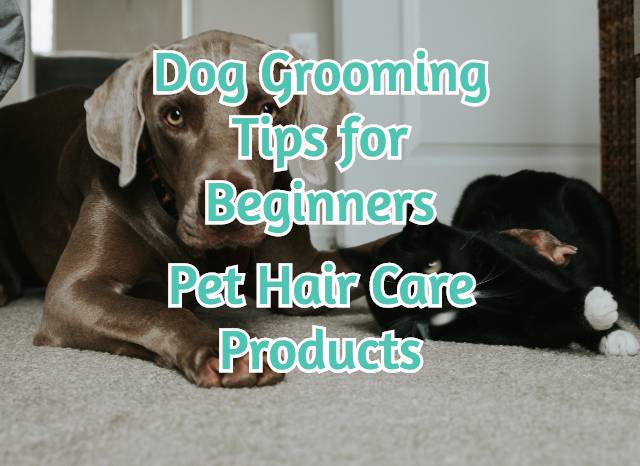 dog-grooming-tips-for-beginners-pet-hair-care-products-feature