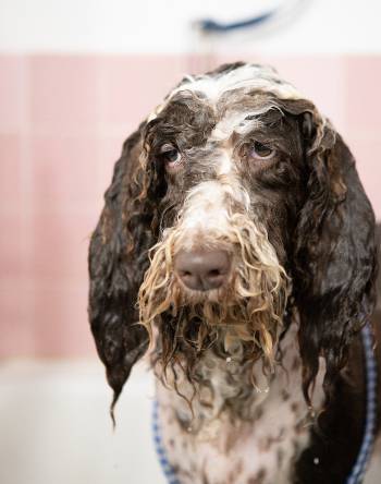 dog-grooming-tips-for-beginners-pet-hair-care-products-soapy-face