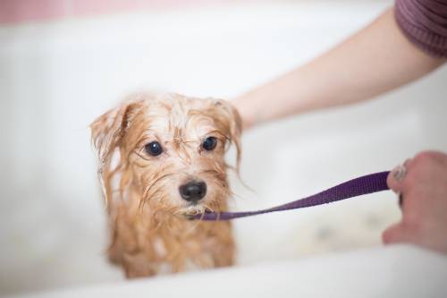 dog-grooming-tips-for-beginners-pet-hair-care-products
