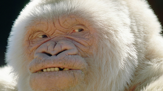 45 Cool Albino Animals - gorilla snowflake